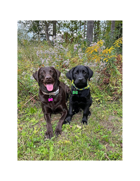 Placa de Identificación Silenciosa Love Your Pets Hueso Naranja