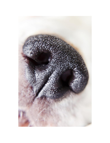 Lente Macro Digital Nc 10x HD 62mm para Panasonic Lumix