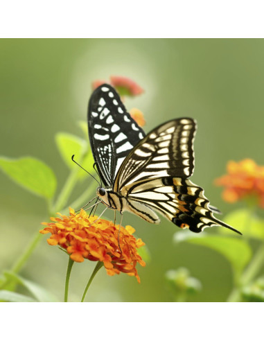 Lente de Primer Plano Olympus Evolt E-450 10x 62mm HD