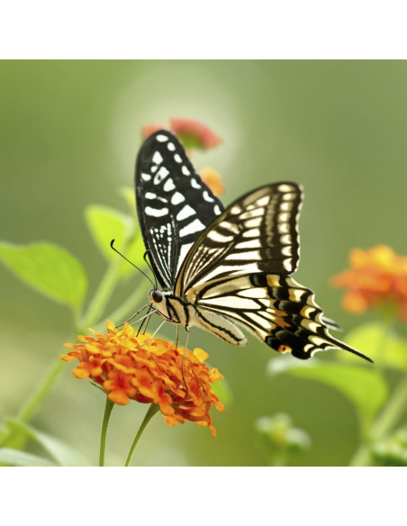 Lente de Primer Plano Olympus Evolt E-450 10x 62mm HD