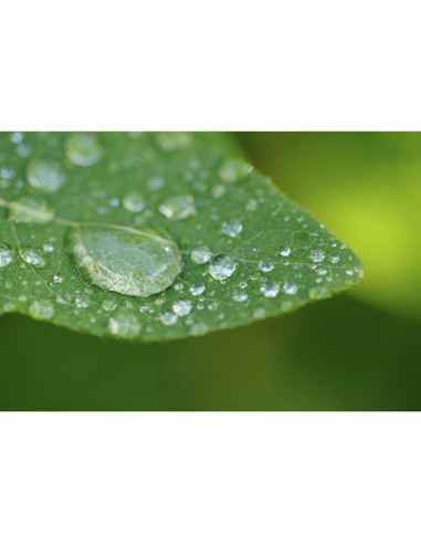 Lente de Primer Plano Olympus Evolt E-450 10x 62mm HD