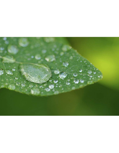 Lente Macro 10x Alta Definición para Leica Q Tipo 116 49mm