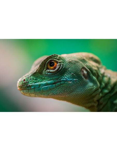 Lente Macro 77mm +10 Meike 25mm T2.2 Alta Definición Lente Macro 77mm +10 Meike 25mm T2.2 Alta Definición