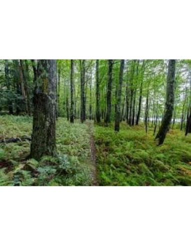 Filtro Polarizador Circular CPL 52mm Commander Elite Optics