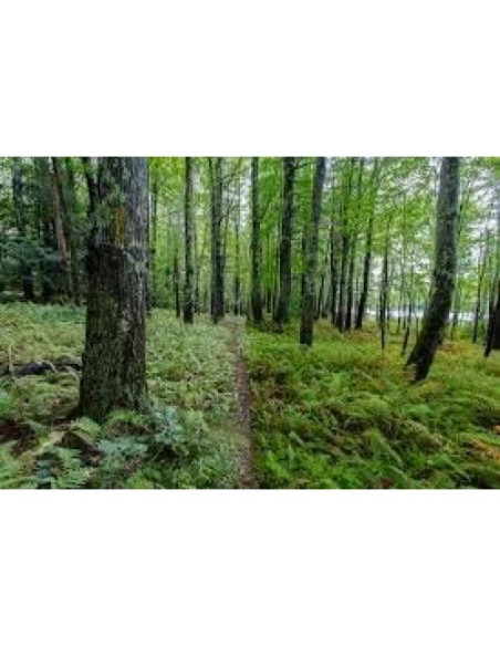 Filtro Polarizador Circular CPL 52mm Commander Elite Optics