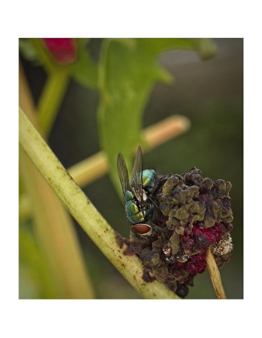 Lente Macro Digital +10 Acromático 40.5mm para Cámaras