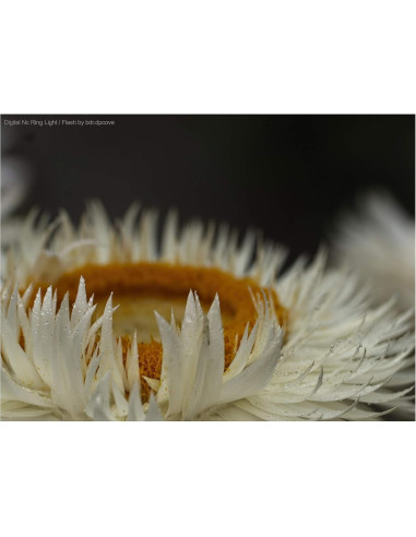 Lente Macro Digital Nc 10x para Cámaras DSLR 37mm