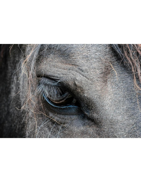 Lente Macro Digital Nc 10x para Cámaras DSLR 37mm Lente Macro Digital Nc 10x para Cámaras DSLR 37mm