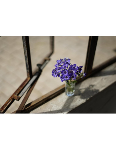 Lente Sony FE 50mm F1.8 para cámaras montura E