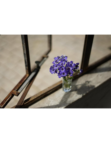 Lente Sony FE 50mm F1.8 para cámaras montura E