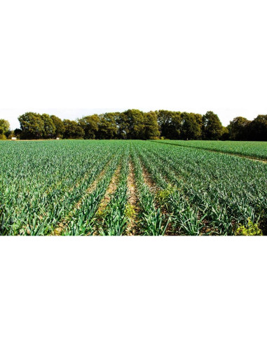 Ajo Japonés 85g LO+NATURAL Bolsa Resellable 100% Natural