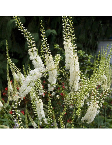Cohosh Negro Elementos de la Tierra 200 Cápsulas Puras