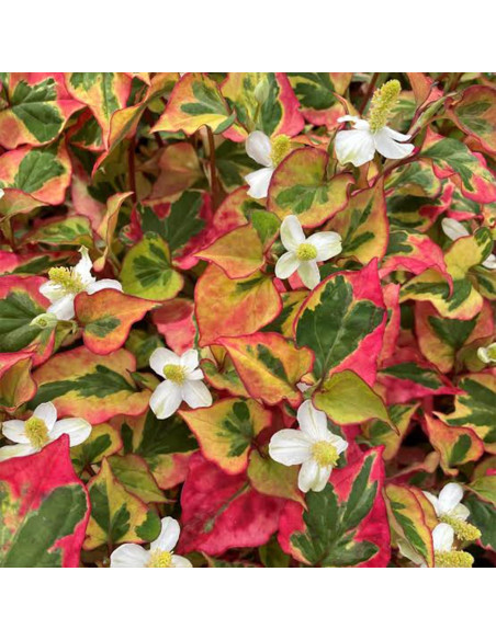 Cápsulas de Houttuynia Cordata Elementos de la Tierra 200 Unidades Cápsulas de Houttuynia Cordata Elementos de la Tierra 200 Unidades