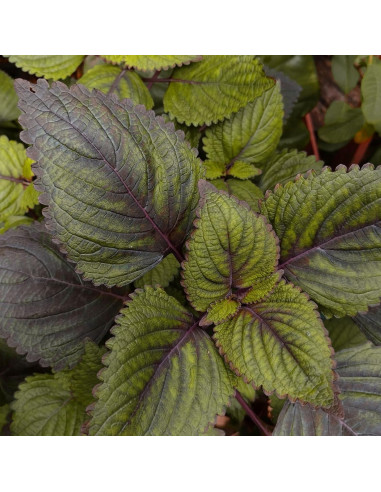 Cápsulas de Perilla Elementos de la Tierra 200 Unidades Puro