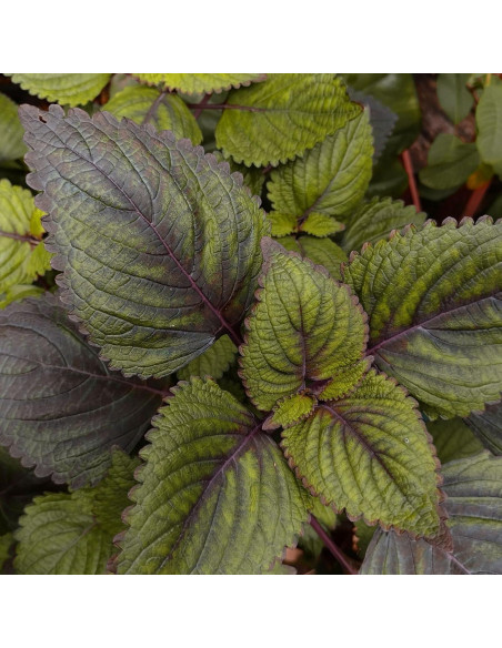 Cápsulas de Perilla Elementos de la Tierra 200 Unidades Puro