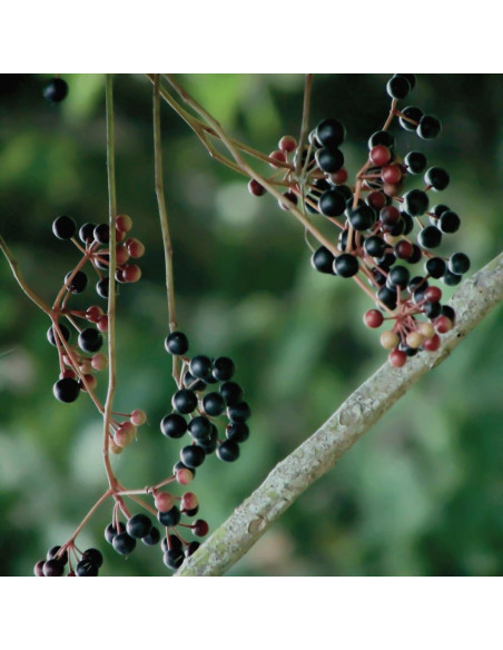 Elderberries Orgánicos 0.45 kg - Sambucus Berry Co.