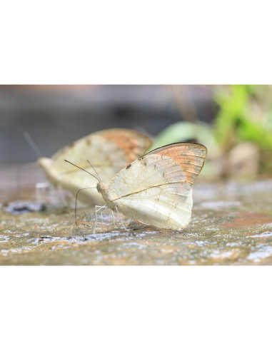 Lente Macro Digital +10 Acromático 39mm para Cámaras