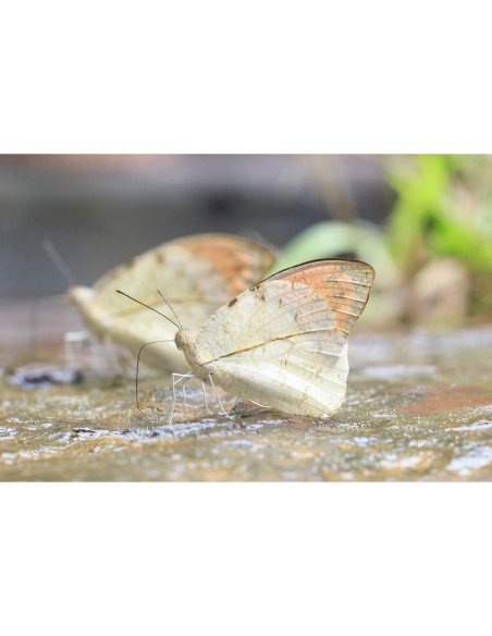 Lente Macro Digital +10 Acromático 39mm para Cámaras Lente Macro Digital +10 Acromático 39mm para Cámaras