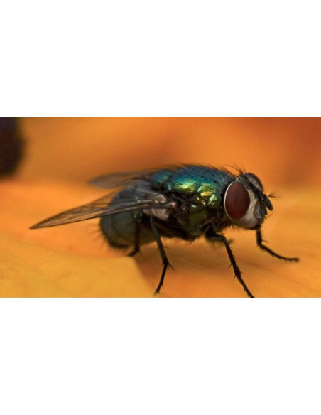 Lente Macro Digital +10 Acromático 39mm para Cámaras Lente Macro Digital +10 Acromático 39mm para Cámaras