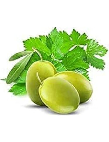 Detergente para Platos Cucina 1006 ml Cilantro y Olivo