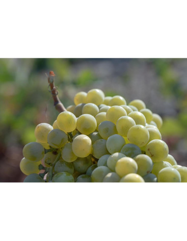 Máscara Refinadora KORRES de Uva Santorini 70 ml con Carbón