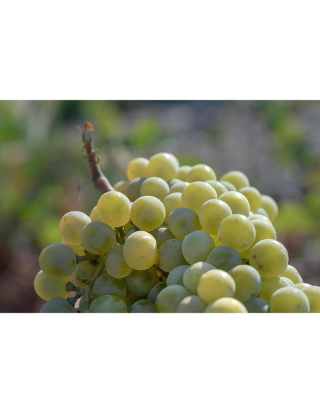 Máscara Refinadora KORRES de Uva Santorini 70 ml con Carbón