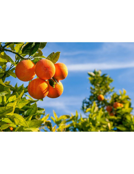 Jabón Exfoliante Tarocco Baronessa Cali 150g Naranja Sanguina Jabón Exfoliante Tarocco Baronessa Cali 150g Naranja Sanguina