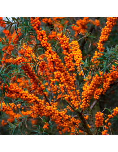 Aceite de Espino Marino Relaxcation 14.79 ml - Hidratante Natural