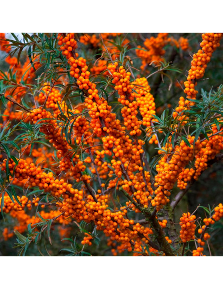 Aceite de Espino Marino Relaxcation 14.79 ml - Hidratante Natural