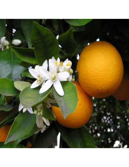 Aceite Fragante de Flor de Naranjo y Miel VCS 118 ml Aceite Fragante de Flor de Naranjo y Miel VCS 118 ml