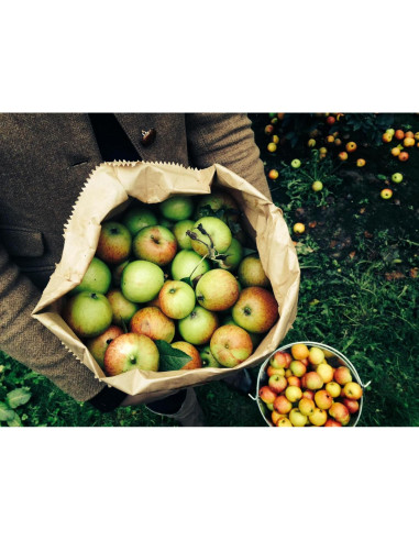 Vinagre de Sidra de Manzana Orgánico Willy 500ml Probioticos