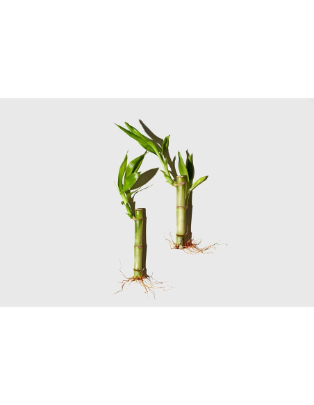 Crema Corporal LATHER Bambú y Hierba Limón 198 g Hidratante