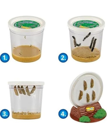 Kit de Mariposas Insect Lore - Pabellón Jardín 25 Orugas Kit de Mariposas Insect Lore - Pabellón Jardín 25 Orugas