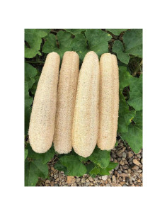 Esponjas de Lufa Natural Orgánica Exfoliantes 4 Piezas