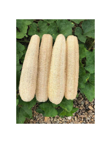 Esponjas de Lufa Natural Orgánica Exfoliantes 4 Piezas Esponjas de Lufa Natural Orgánica Exfoliantes 4 Piezas