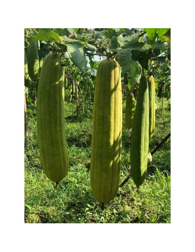 Esponjas de Lufa Natural Orgánica Exfoliantes 4 Piezas