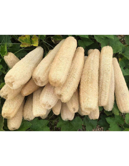 Esponjas de Lufa Natural Orgánica Exfoliantes 4 Piezas Esponjas de Lufa Natural Orgánica Exfoliantes 4 Piezas