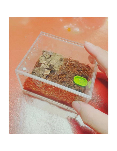 Caja de cría de insectos AWXZOM 10x8.5x6cm Acrílico Transparente Caja de cría de insectos AWXZOM 10x8.5x6cm Acrílico Transparente