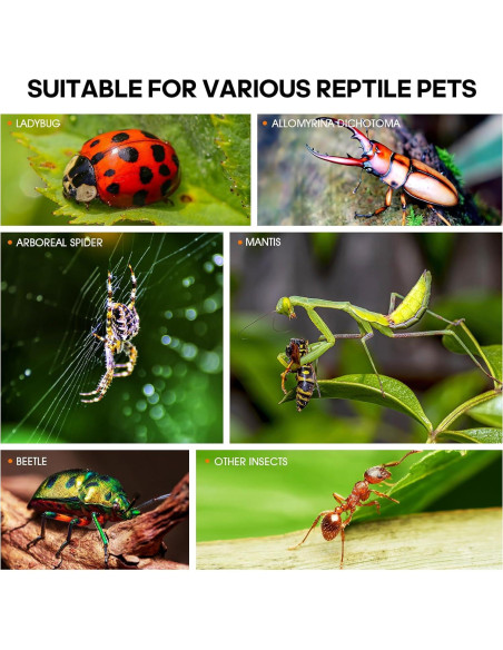 Terrario de Insectos MYGIIKAKA 7.62x7.62x15 cm Acrílico Terrario de Insectos MYGIIKAKA 7.62x7.62x15 cm Acrílico