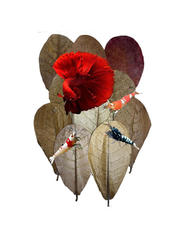 Hojas de Almendra India Catappa 10-15 cm 10 Pk para Acuarios