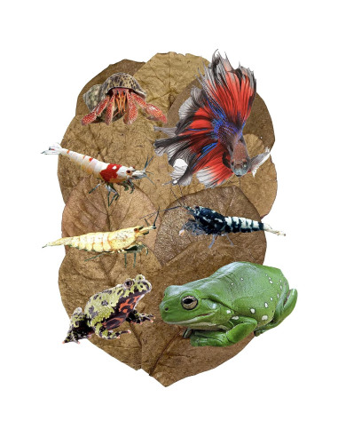 Hojas de Almendra India Catappa 10-15 cm 10 Pk para Acuarios