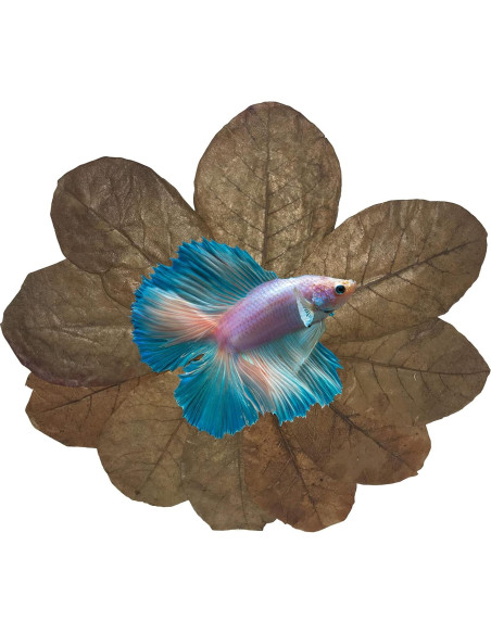 Hojas de Almendra India Catappa 10-15 cm 10 Pk para Acuarios