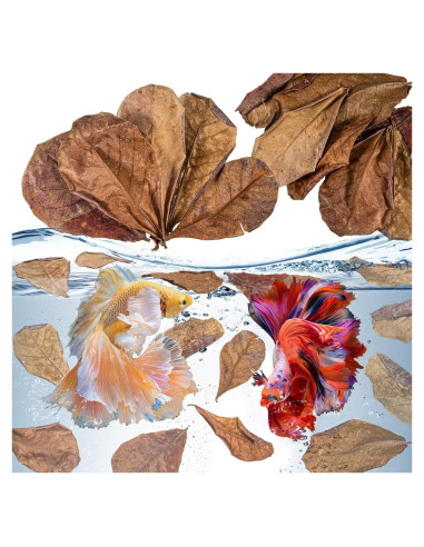 Hojas de Almendra India Sukh 30 Piezas para Acuarios Betta