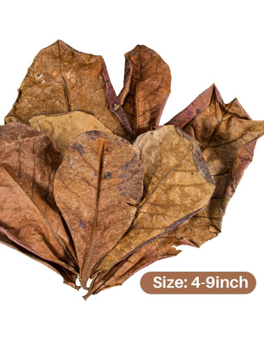 Hojas de Almendra India Sukh 30 Piezas para Acuarios Betta