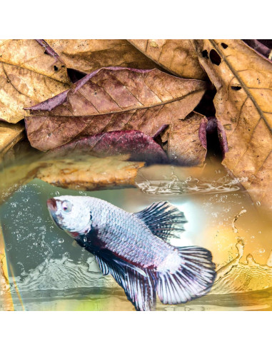 Hojas de Almendra India Sukh 30 Piezas para Acuarios Betta