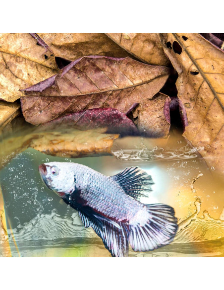 Hojas de Almendra India Sukh 30 Piezas para Acuarios Betta