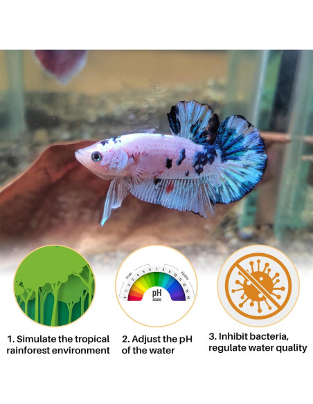 Hojas de Almendra India Sukh 30 Piezas para Acuarios Betta