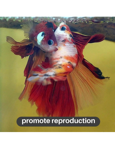 Hojas de Almendra India Sukh 30 Piezas para Acuarios Betta