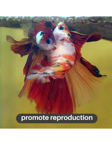 Hojas de Almendra India Sukh 30 Piezas para Acuarios Betta