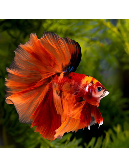 Hojas de Almendra India Sukh 30 Piezas para Acuarios Betta